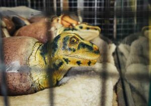Dinosaur Eggs Hatching