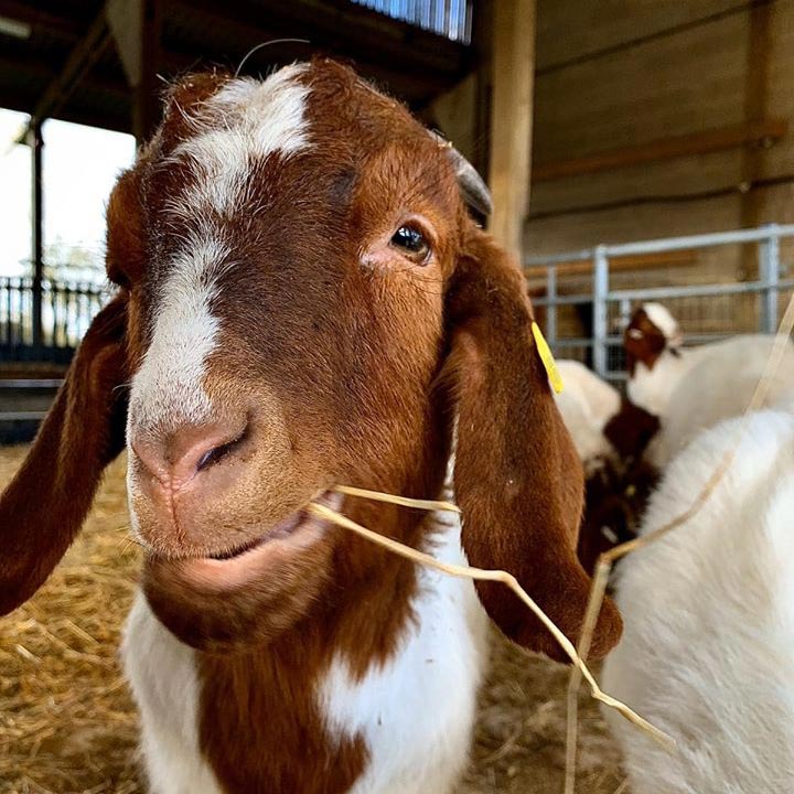 See the goats at Marsh Farm