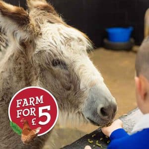Find our Donkey's when you visit for only £5