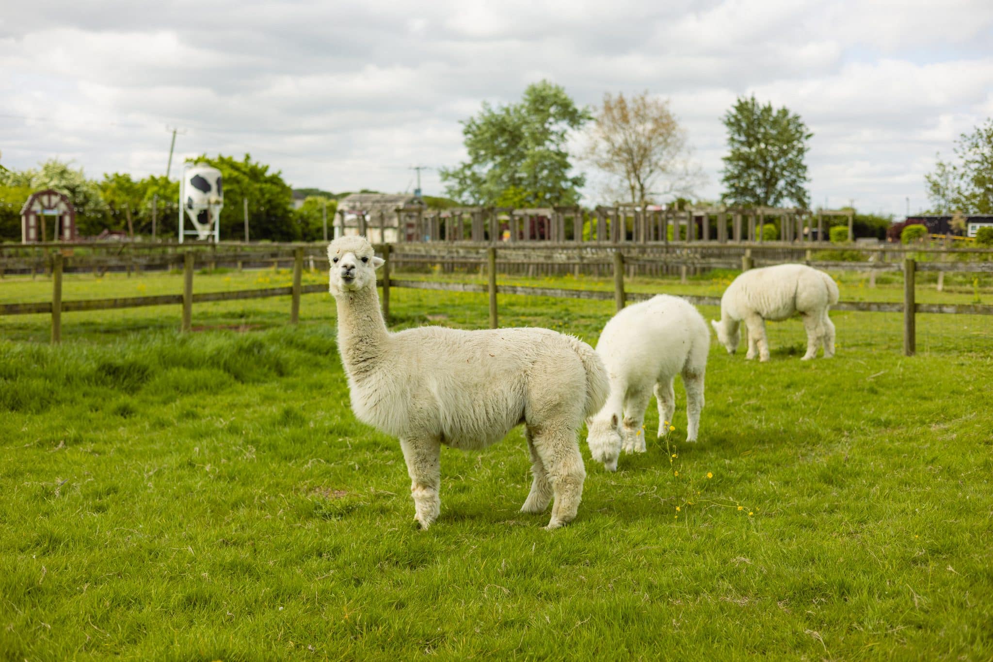 Alpacas and Llamas